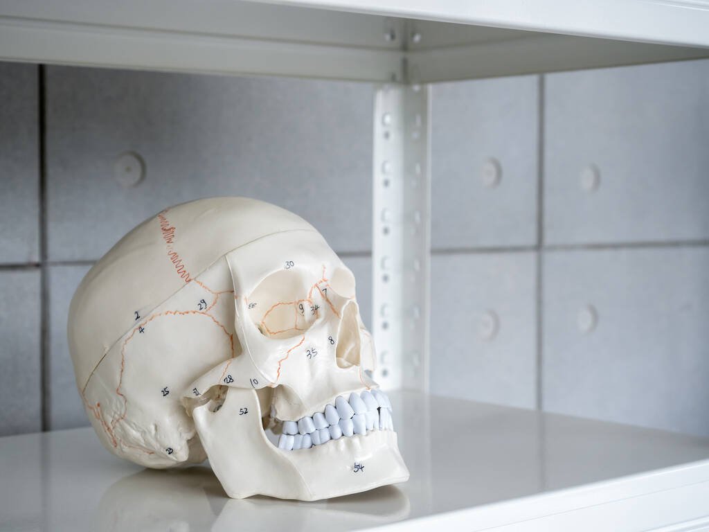 close up of white human anatomy skull model with medical numbers